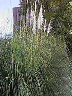 Cortaderia