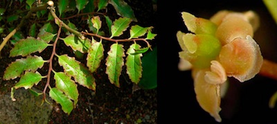 Amborella trichopoda