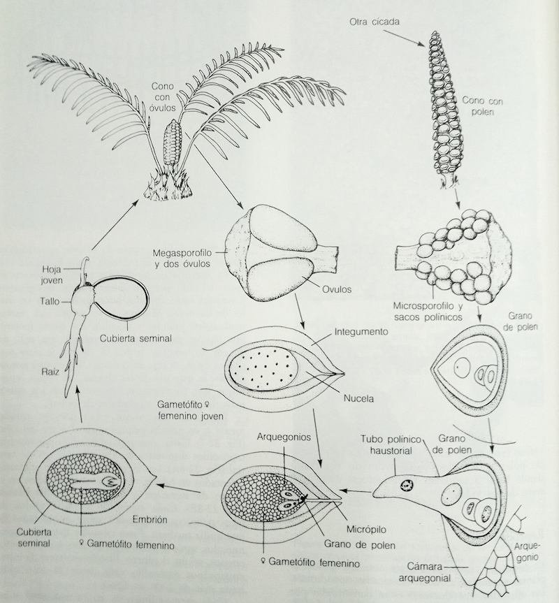 Ciclo de Cycas