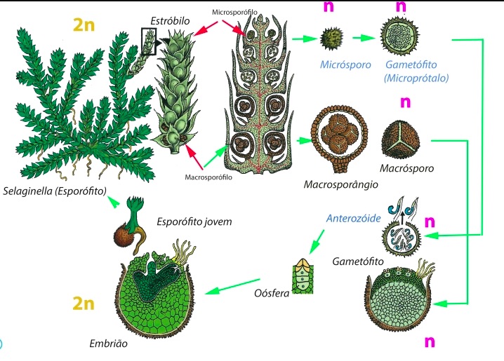 Ciclo de Selaginella