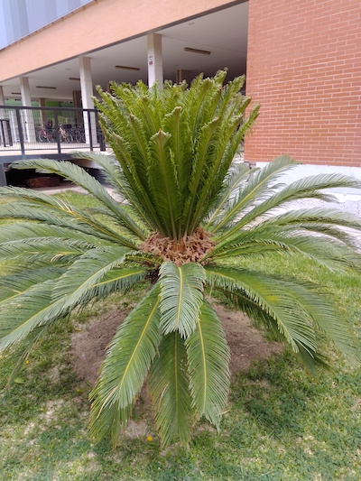 Cycas CRAI