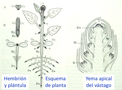 Esquema de dicotiledóneas