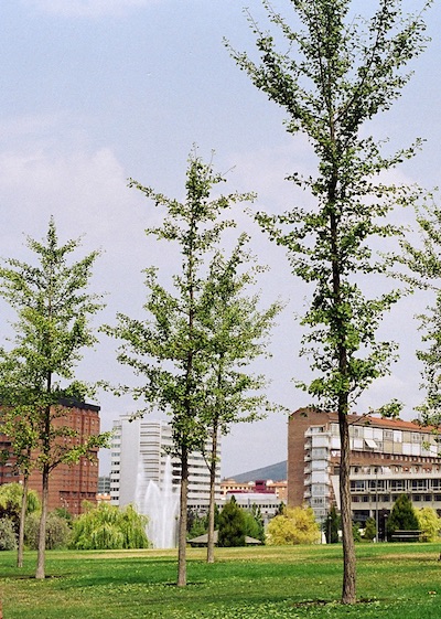 Grupo de ginkgos jóvenes