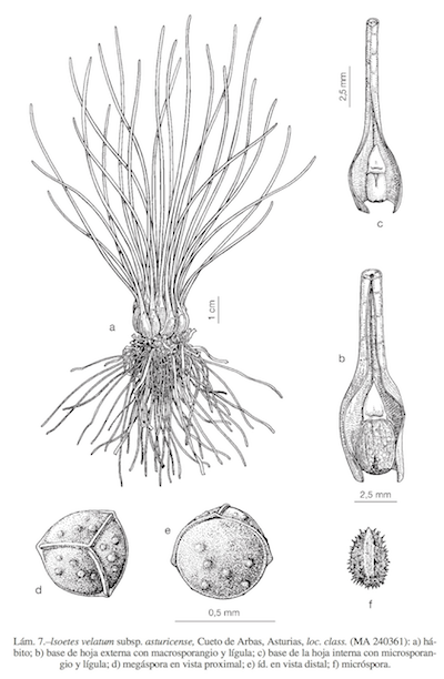 Isoetes
              velatum