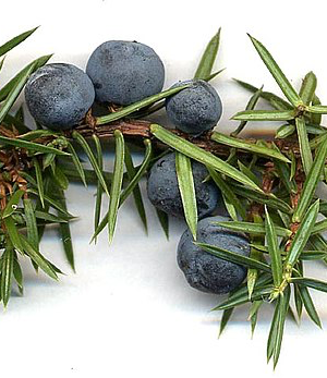 Juniperus communis