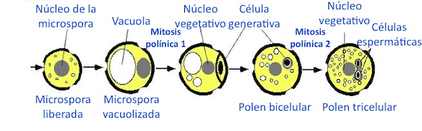 microgametogénesis