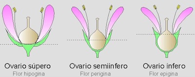 Tipos de flores según la posición del ovario