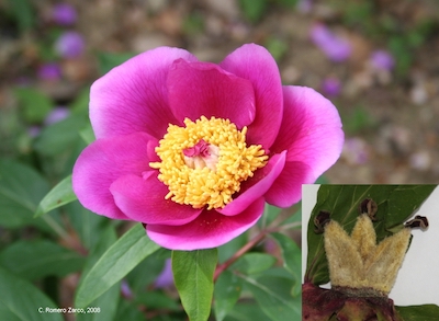 Paeonia broteroi CRZ