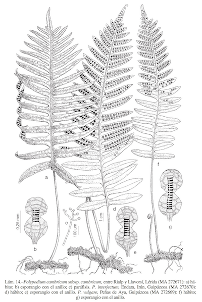 Lámina de Polypodium