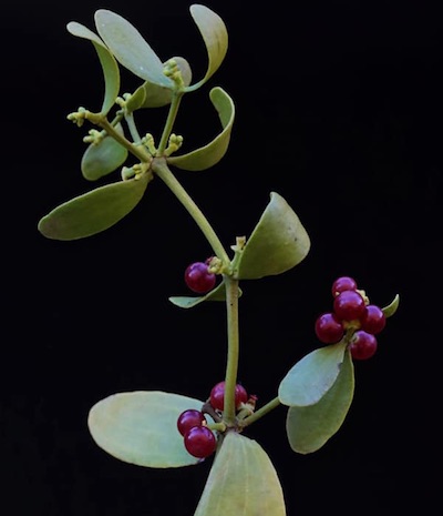 Viscum cruciatum