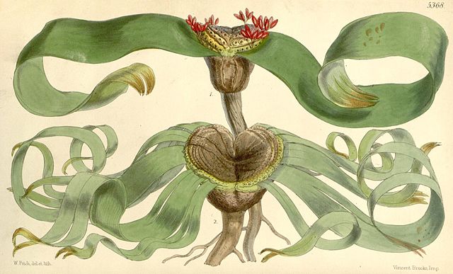 L�mina de Welwitschia